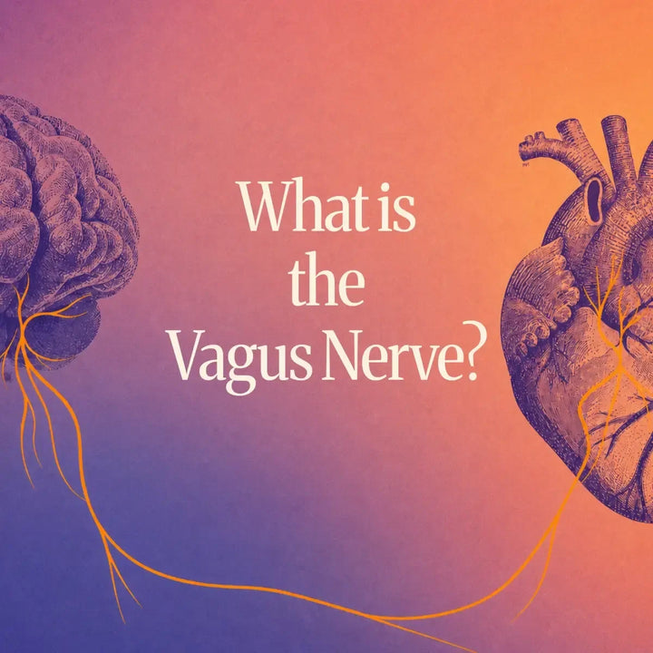 Illustration of the brain, heart and vagus nerve showing the connection between the nervous system and internal organs