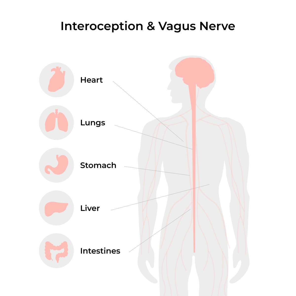 From Body to Resilience: The Vagus Nerve's Role in Emottional Well-Being - Insights from a Groundbreaking Review in Biological Psychiatry