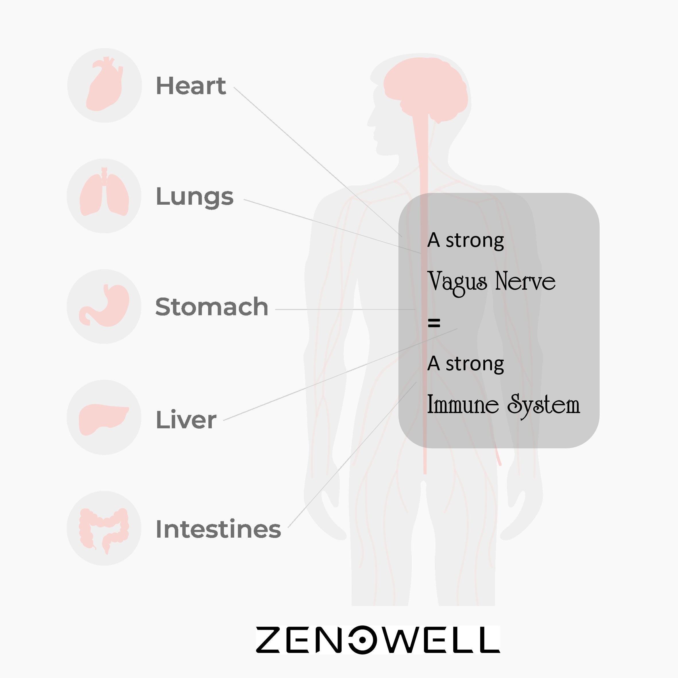 A Strong Vagus Nerve = A Strong Immune System