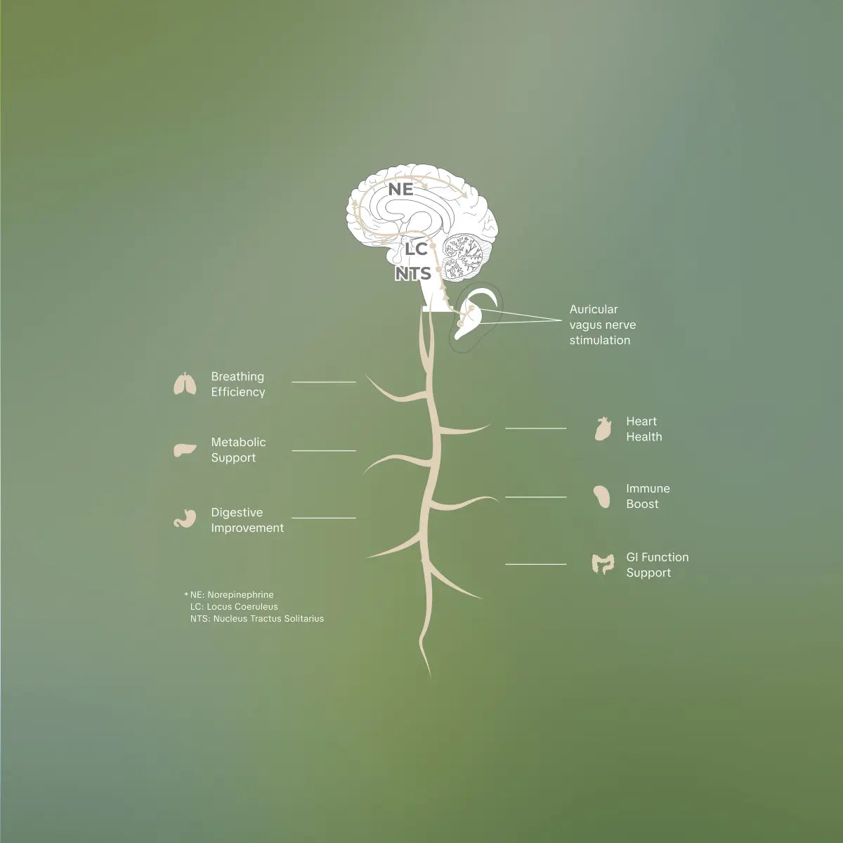 A Decade of SPARC and Over $350 Million in Funding: From Neural Mapping to Precision Vagus Nerve Modulation