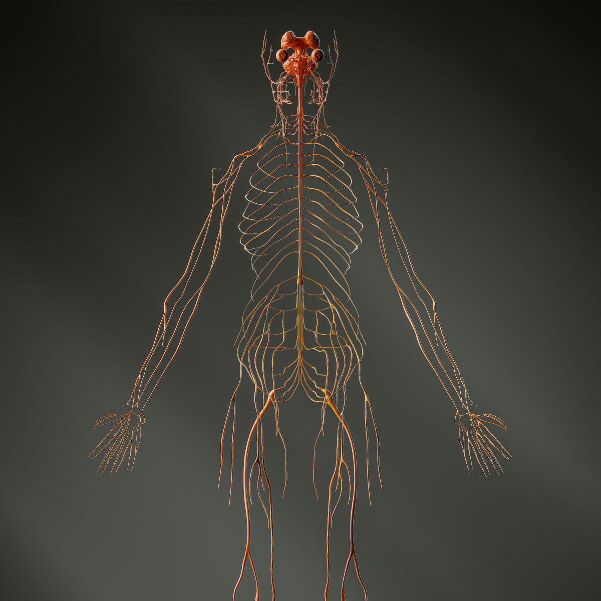 ZenoWell vagus nerve stimulation supports 